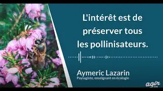 Comment sauver les insectes pollinisateurs ?  entretien avec le paysagiste Aymeric Lazarin