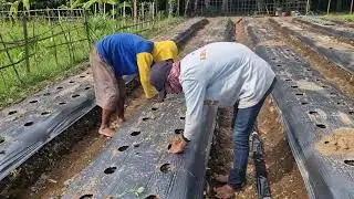 CLEVER WAY TO PLANT CHILI SEEDLINGS IN HUNDREDS OF HOLES BY HAND! - Agriculture Farming