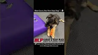 Meet Gucci, Our New Dojo Dog! 🐾🥋#DojoDog #GucciThePup #DojoFamily #PuppyLove