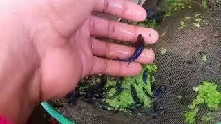 Dándole nuestro primer cambio de agua a esta camada de peces betta @EnrriqueBettastv 😍🐠🦈🐳