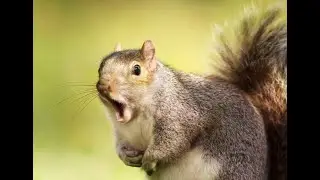 10 must know interesting Facts About squirrels