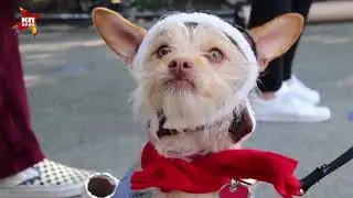 Собачья мода / Dog fashion