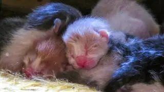 Bottle feeding 2 week old kittens