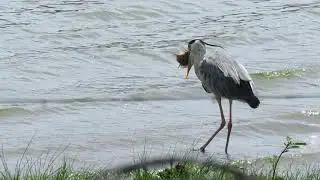 Grey Heron eating large fish, Kenya
