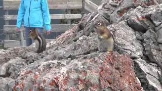 This is what a ground squirrel sounds like.