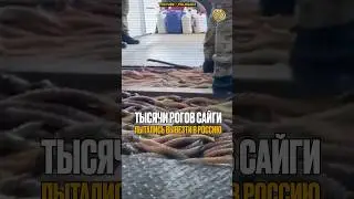 ⬆️жми по ссылке на полное видео | Тысячи рогов сайги пытались вывезти в Россию #новости