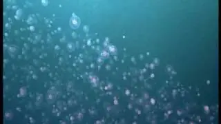 gloups! je suis un poisson