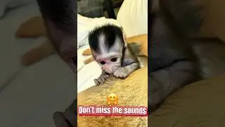 DONT MISS THIS VIDEO!!!Baby monkey sucking milk from man