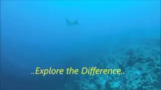 Sharm Scuba Service by Sprindiving -Eagle Ray