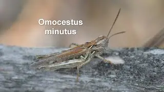 Omocestus minutus -- Zierlicher Grash&uuml;pfer -- Minute Grasshopper
