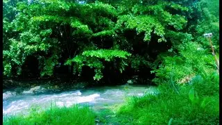 Beautiful Relaxing River  Nature Sounds Sleep Meditation Study Stress Relief Mindfulness