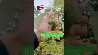 Growing Avocados in Tropical Weather Puerto Rico Garden #short
