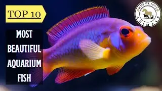 Top 10 Most Beautiful Aquarium Fish