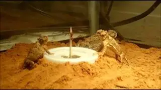 How to Feed Baby Desert Horned Lizards  - The Society for Horned Lizard Preservation