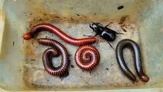 A Male Beetle And Four Giant Millipedes Hunted!! Real Bugs Hunting