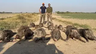Wild boar hunt in Sindh Valley Safari
