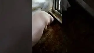 ‼️Scrofiat landras prima dată gestanta ‼️mai avem 10 zile și scăpăm de burtica🙏