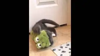 Hobie the Scottish frog