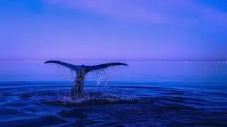 Deep Sleep 2 hours of Calm Music - 120 minutes of Calming music for Stress Relief