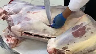 How to cut camel .Professional butcher cutting Whole camel 🐪 . #camel #butchery #camelcutting