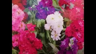 Левкой Что сделать в апреле