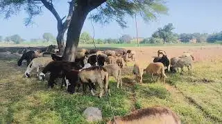 Nimad to mp ♥️,👀👳#nature #animals #mplove#december4 