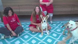 Paws4Thought and Barrio Star team up for pup adoption event