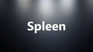 Spleen - Medical Meaning and Pronunciation