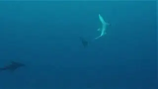 Large Galapagos shark runs from angry bull sea lion