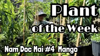 Plant of the Week | 'Nam Doc Mai #4' Mango