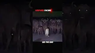 Buffalo Scares Everyone&hellip; Except the Leopard 😤🐆 #trending #animals #wildlife #shorts #leopard