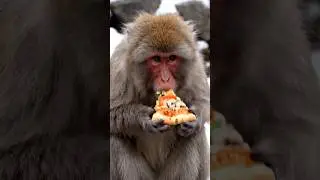 Monkey eat Pizza | #Shorts