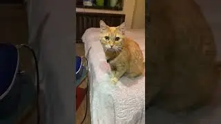 Да как так то? 😆 #melomander #гитараснуля #игратьнагитаре #котэ #коти