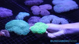 Monsoon Aquatics
