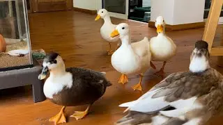 Chotchy is Bossy! (Our Pet Call Duck)
