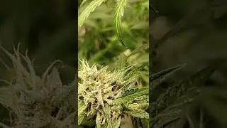 Blackberry Gum from SeedStokers (First time growing)