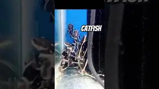 catfish in tamil/redtail catfish/DJAquarium#shortsviral #ஷார்ட்ஸ் #youtubeshorts #shortsfeed