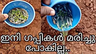 how to avoid dead of guppies..