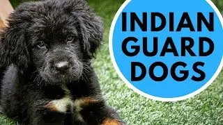 3 Great Indian Guard Dogs - Rajapalyam - Bakharwal - Himalayan Sheepdog