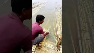 Fastest Farmer Stripping Jute Fibre #shorts