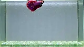 Male Betta: F29 Fancy Purple Brush Tail HM Premium Rare