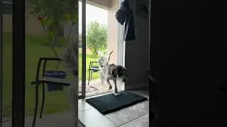 Pets + kids + rain = disaster... unless you have this mat. 🌧️🐾👧 Muddy Mat to the rescue! #shorts