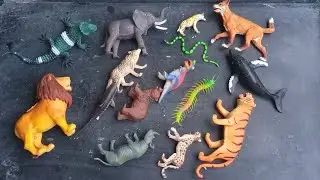 A Warm and Gentle Animal Rescue for Curious Toddlers & Kids