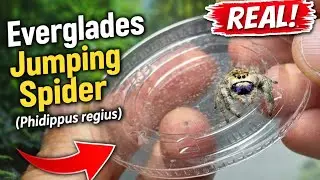 Everglades Jumping Spider (Phidippus regius) Care Guide + Enclosure.  Jay Exotics 
