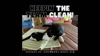 We are cleaning machines in the garden at Paws Patas cattery!