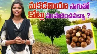 Macadamia Plantations 🌳 | Profitable Farming & Health Benefits#Macadamia#Plantation#FarmingBusiness
