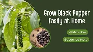 Home Gardening: Grow Black Pepper (Piper nigrum) Naturally