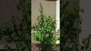 Grasshoppers in your garden can be very bad! #shorts #gardentips #gardening #garden #growingfood