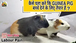 How to Know Guinea Pig is ready to give birth : sabse best तरीके bata rha hu पूरी video देखना