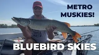 WE'RE BACK! - BLUEBIRD METRO MUSKY